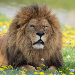 Naklejka na ściany i meble Male Lion Resting on Grass with Dandelions