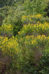 Wildflowers. Bright yellow flowers of Spartium junceum ( Spanish broom ) , Balkans