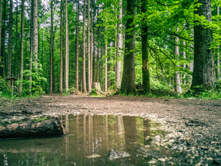 Grüne Fichten Bäume im Sommer Wald