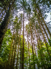 Grüne Fichten Bäume im Sommer Wald