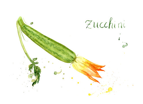 watercolor drawing of vegetable - zucchini with flower and leaf