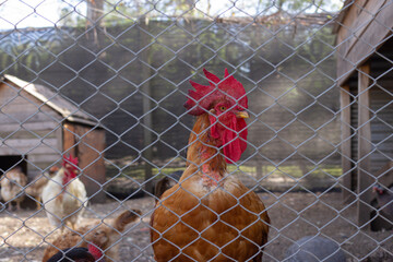 Red rooster in the farm.