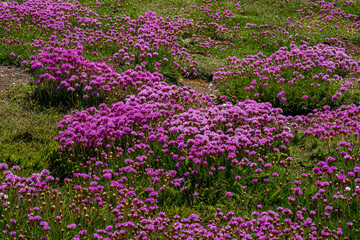 Oregon coast scene of  sea thrift flowers near Yachats. Variously called armeria maritima, the thrift, sea thrift or sea pink, it is a species of flowering plant in the family Plumbaginaceae.