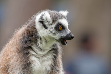 Close Up Side View Ring-tailed Lemur