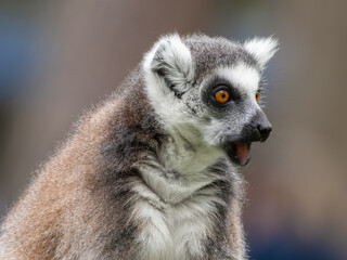 Close Up Side View Ring-tailed Lemur
