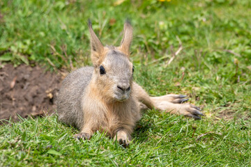 Naklejka na ściany i meble Very Young Patagonian Mara Resting on Grass
