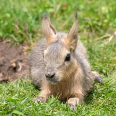 Very Young Patagonian Mara Resting on Grass
