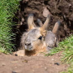 Pair of Young Patagonian Mara's Hiding in a Burrow