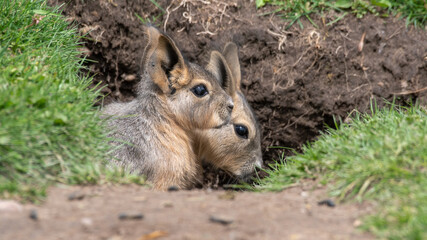 Pair of Young Patagonian Mara's Hiding in a Burrow