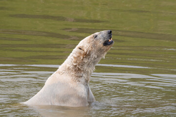 Fototapeta premium Large Polar Bear Playing in Water