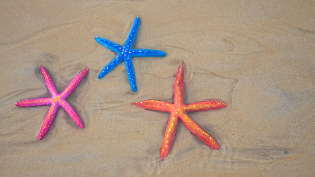 .Top view Colorful starfish on the sandy beach at Karon Beach, Phuket..Three starfish sandy beach background..