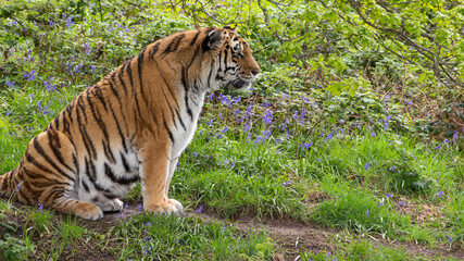 Amur Tiger Resting on Grass