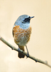 Redstart bird on the light background. Phoenicurus phoenicurus. Illustration. Catalogue. 