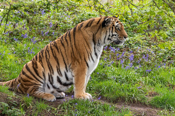 Fototapeta na wymiar Amur Tiger Resting on Grass