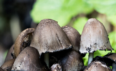 boletus edulis mushroom