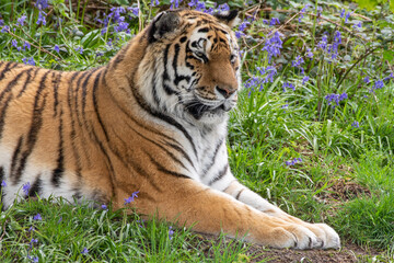 Obraz premium Amur Tiger Resting on Grass