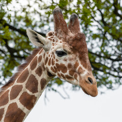 Close Up Portrait Rothschild Giraffe