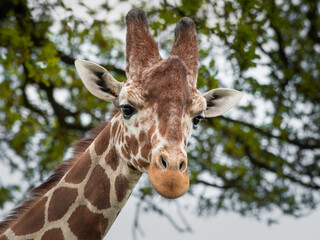 Naklejka premium Close Up Portrait Rothschild Giraffe