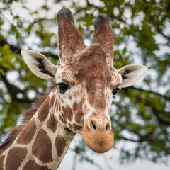 Close Up Portrait Rothschild Giraffe
