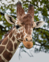 Obraz premium Close Up Portrait Rothschild Giraffe