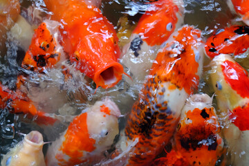 Fototapeta na wymiar Closeup many of Japanese koi carp fish at the surface of water in top view