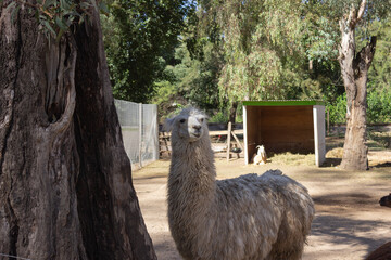White llama (lama glama) in the farm. © fabianalejandro