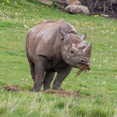 Eastern Black Rhino Standing on Grass Feeding