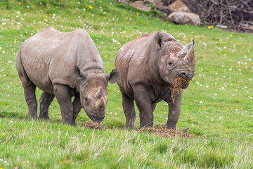 Naklejka premium Pair of Eastern Black Rhino's Standing on Grass Feeding