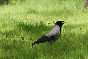 magpie on the grass