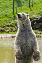 Large Polar Bear Standing Upright