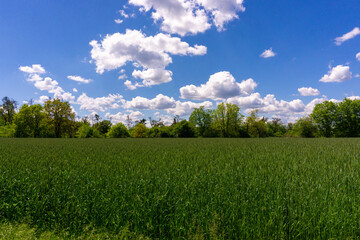 Obraz premium green field and blue sky