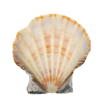 Close-up of a seashell isolated on a white background. High details studio shot image.