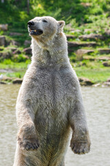 Fototapeta premium Large Polar Bear Standing Upright