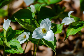 Great white trillium flower in the city park 