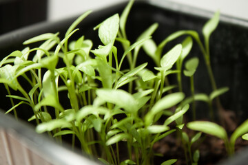 Semis de persil dans un pot : plante aromatique verte