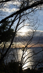 silhouette of a tree during dawn
