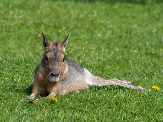 Very Young Patagonian Mara Resting on Grass