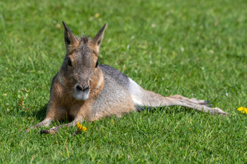 Very Young Patagonian Mara Resting on Grass