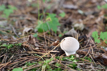Lycoperdon perlatum in a forest undergrowth