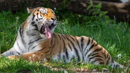Amur Tiger Resting on Grass