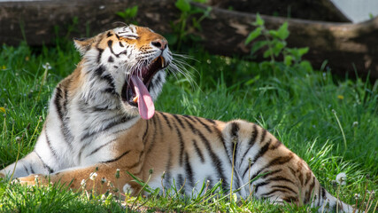 Amur Tiger Resting on Grass