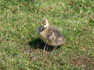 Young Gosling Resting on Grass