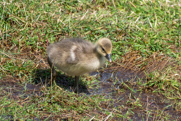 Young Gosling Resting on Grass