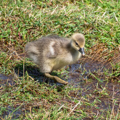 Young Gosling Resting on Grass