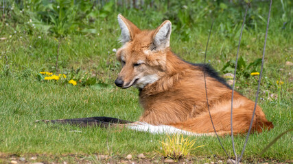 Maned Wolf Resting on Grass