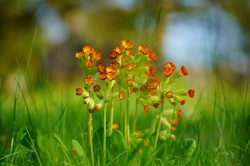 Primula veris ,cowslip flower - blurry flowers useful as background