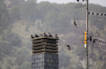 Grupo de estorninos posados en una chimenea. Moralzarzal