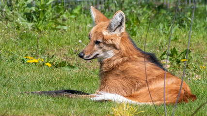 Maned Wolf Resting on Grass