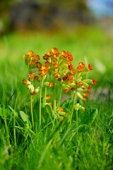 Primula veris ,cowslip flower - blurry flowers useful as background