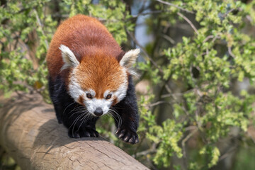 Red Panda Walking along a Pole